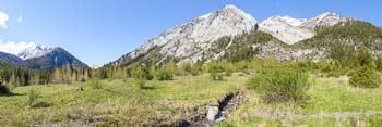 goat meadow late may 2tn